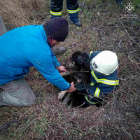 Рятувальники визволили собаку з закинутого колодязя