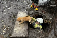 Нікопольський район: рятувальники визволили трьох собак, які впали у відкритий люк