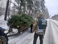 На Житомирщині прикордонники зупинили трактор з незаконно вирубаними соснами
