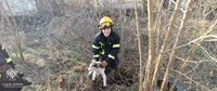 Кіровоградська область: рятувальники двічі надавали допомогу тваринам