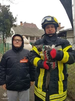 М. Чернівці: рятувальники врятували з дерева пухнастого