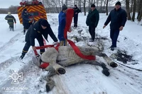 Новгород-Сіверський район: рятувальники дістали коня з річки