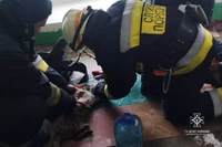 М. Дніпро: вогнеборці загасили пожежу у квартирі та врятували котика