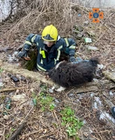 Олександрійський район: рятувальники дістали собаку з ями