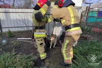 М. Синельникове: рятувальники визволили собаку, яка впала у вигрібну яму