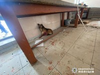 Поліцейські та волонтери Харківщини врятували життя пораненому під час обстрілу собаці