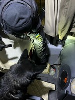 (ВІДЕО) На кордоні службовий пес виявив «траву» у двох громадян України