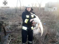 М. Новомиргород: рятувальники дістали домашню птицю з колодязя
