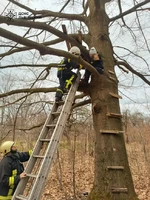 Дрогобицький район: рятувальники зняли дитину з дерева