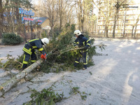 Рятувальники прибрали повалене дерево з автошляху