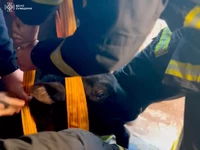 Сумська область: рятувальники допомогли господарям підняти теля з підвалу