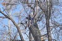 Дніпровські рятувальники зняли пухнастика з дерева