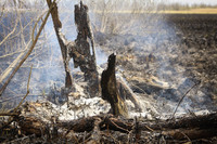 Ліквідовано пожежу на території Чистилівського орнітологічного заказника