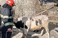 У Шепетівському районі надзвичайники дістали з льоху бика