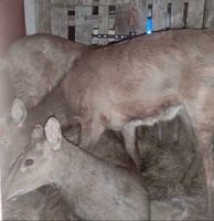 На в’їзді в Київ прикордонники виявили незаконне перевезення молодих оленів. Одна тварина була мертва.