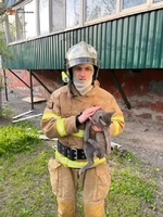 Співробітники ДСНС врятували кота