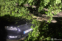 У Кам’янці-Подільському дерево впало на авто. Його прибрали надзвичайники
