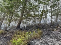 Вогнеборці ліквідували пожежу в лісі
