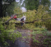 Рятувальники прибрали дерево, що впало на проїжджу частину
