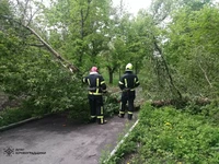 На Кіровоградщині рятувальники 5 разів надавали допомогу населенню з прибирання аварійних дерев та гілок