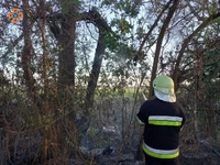 За минулу добу на території області рятувальники ліквідували 4 пожежі в екосистемах