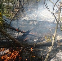 Рятувальники ліквідували загорання лісопосадки