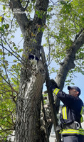 Рятувальники зняли з дерева котика, який провів на гілці цілу добу