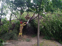 Ужгородські рятувальники прибрали з дороги повалене дерево