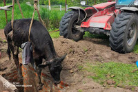 Прилуцький район: надзвичайники врятували корову