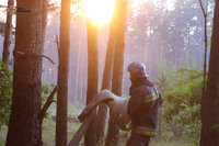 Київська область: у Вишгородському районі ліквідовано пожежу в природній екосистемі