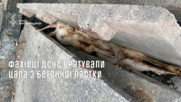 Житомирський район: фахівці ДСНС врятували цапа з бетонної пастки
