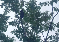 Кропивницький: рятувальники зняли кота з дерева